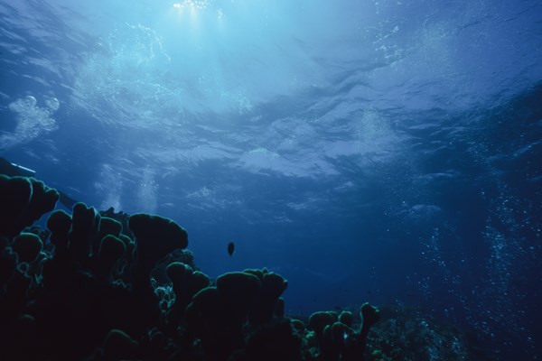 Create an artificial reef under the sea with ashes