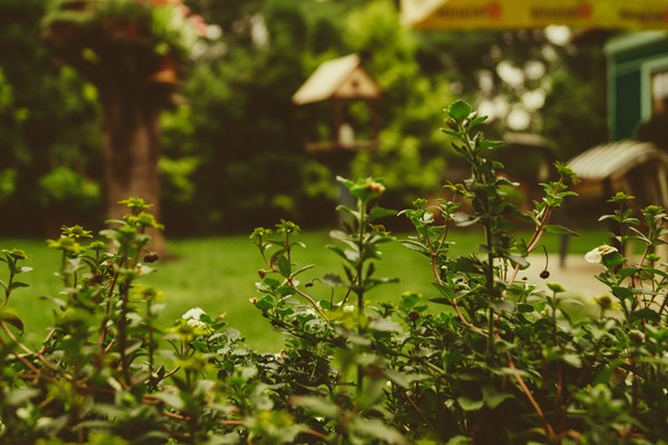 Bury a loved one's ashes in your garden