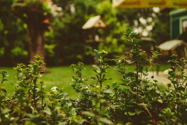 Bury ashes in garden