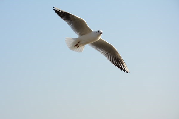 Ashes with Doves